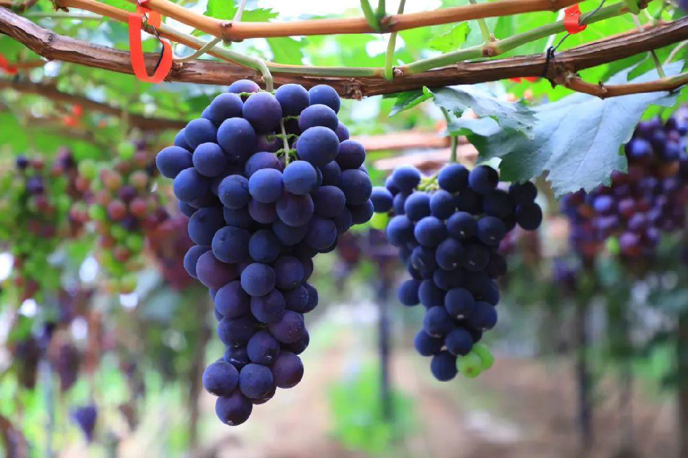 葡萄采收后如何管理？從哪里管理？速與司普沃一起了解一下