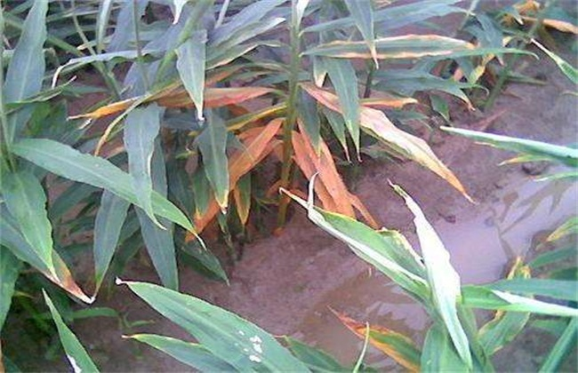 司普沃淺談大姜葉枯病防治技術與管理