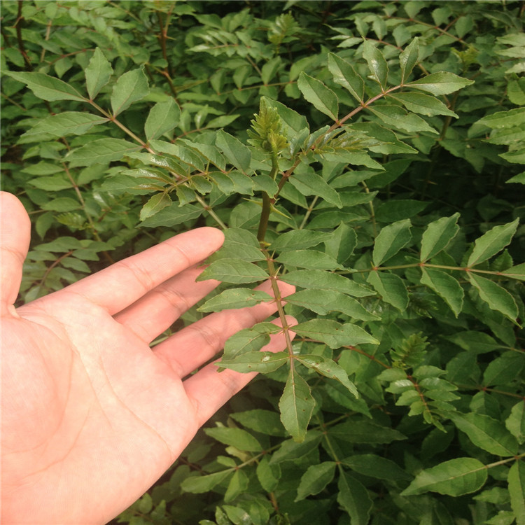 花椒根腐病如何防治？司普沃教您一招輕松解決
