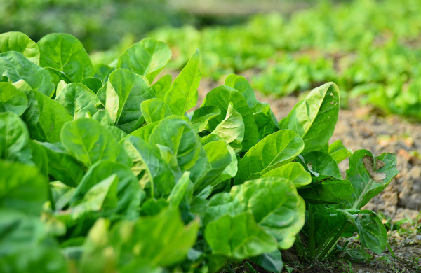 蔬菜根系弱、花少、病害多，怎么辦？與司普沃一起來看看