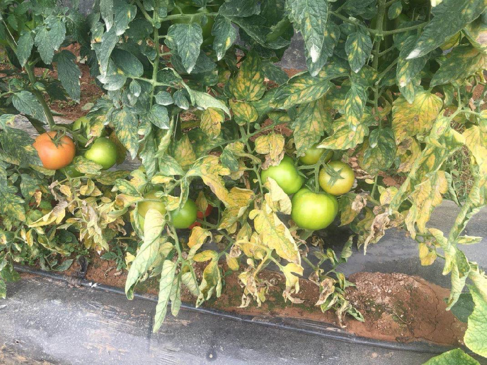 番茄葉霉病如何防治？司普沃為您解答