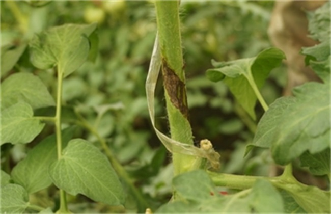 番茄芽枯病是啥原因造成的，又該怎么防治？司普沃為您輕松解決