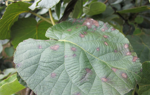 獼猴桃黑斑病怎么防治？司普沃為您解答