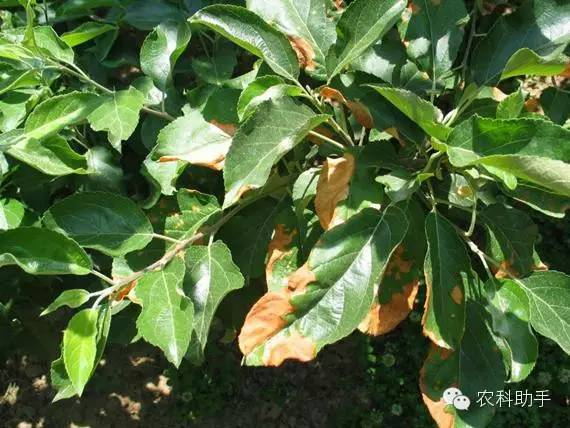 蘋(píng)果圓斑根腐病怎么辦？司普沃教您一招有效預(yù)防