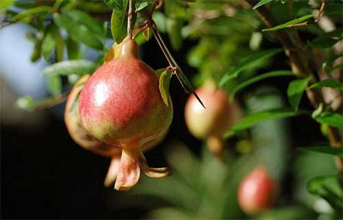 番石榴立枯病（干枯病）怎么防治？司普沃為您解決