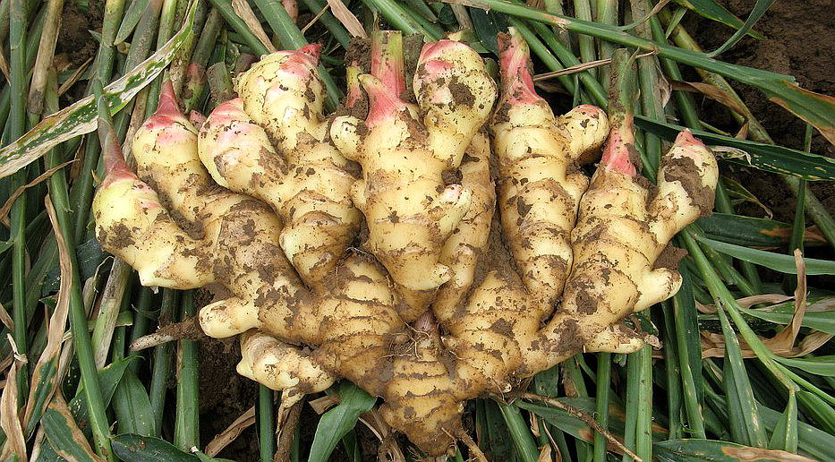 大姜想獲得高產(chǎn)，但死棵嚴(yán)重怎么辦？司普沃來(lái)幫您