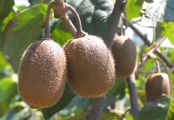 獼猴桃葉子盛、坐果少，什么原因？與司普沃一起尋找答案