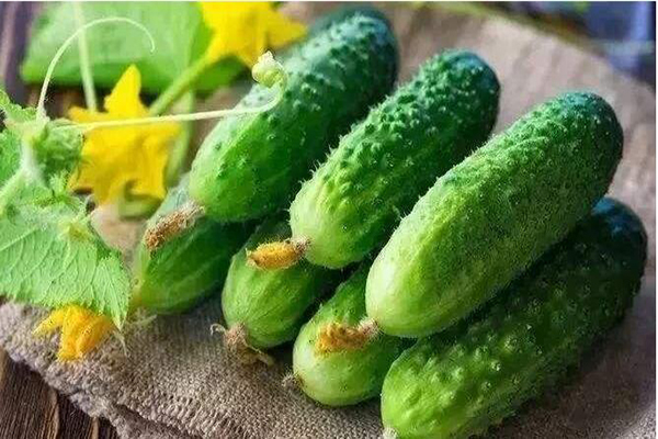 想要黃瓜優(yōu)質(zhì)生長，需要考慮哪些因素，與司普沃一起討論討論