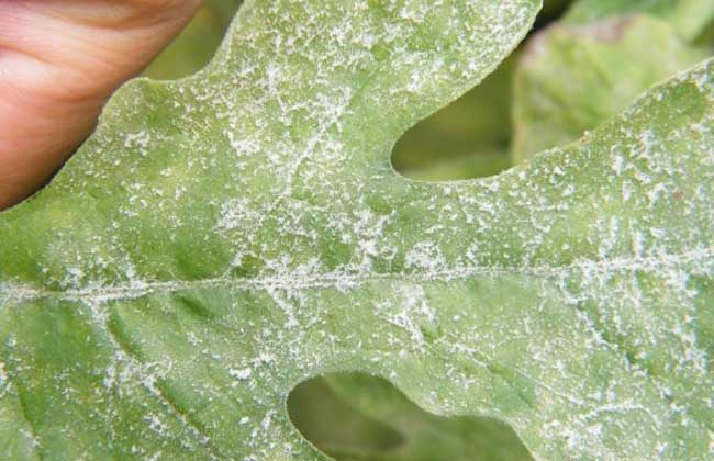 西瓜白粉病怎么防治？司普沃告訴您個(gè)小妙招