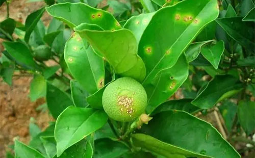 柑橘疫霉病有哪些癥狀？疫霉病發(fā)病原因是什么？司普沃為您解答