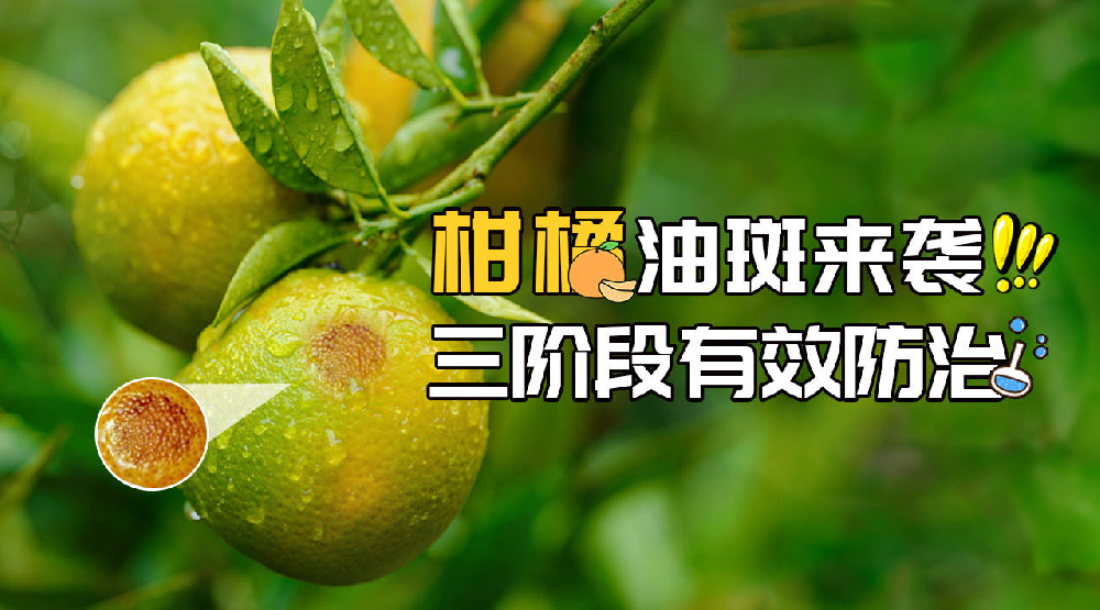 司普沃淺談柑橘油斑病的田間癥狀、誘發(fā)原因及預(yù)防措施