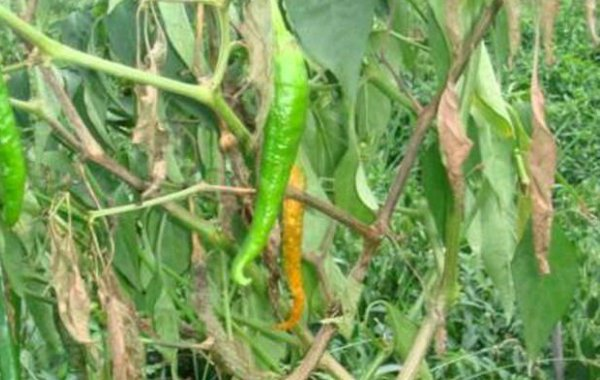 辣椒青枯病有哪些危害？又當(dāng)如何防治？司普沃為您解答