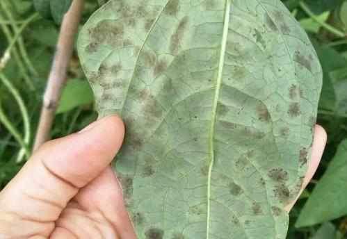 司普沃淺談豆角葉霉病的為害癥狀、發(fā)生原因及防治措施