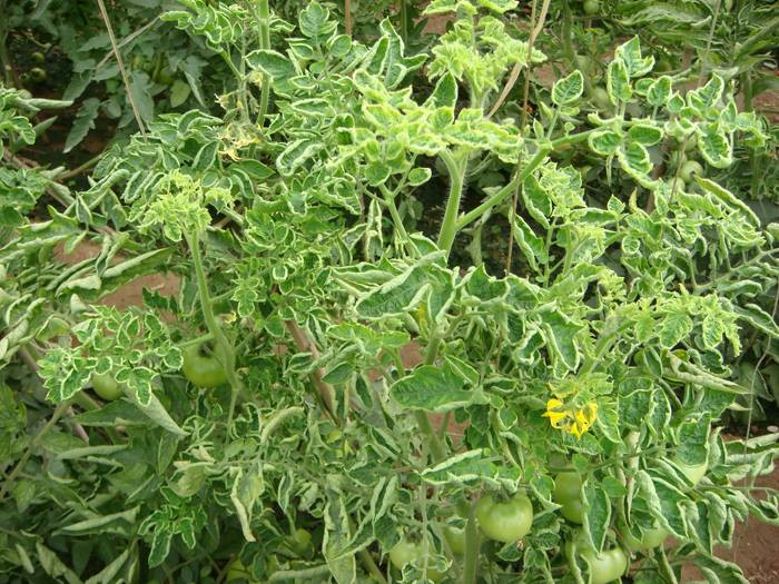 西紅柿卷葉是什么原因？應(yīng)該怎樣防治？與司普沃一起來(lái)看看