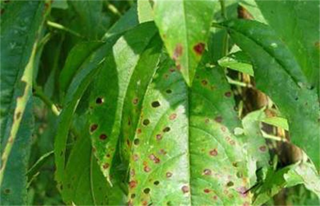 司普沃淺談桃樹(shù)炭疽病的癥狀、病原、發(fā)生規(guī)律及防治措施