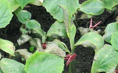 司普沃淺談茄子早疫病的發(fā)生癥狀、發(fā)病規(guī)律及綜合防治措施