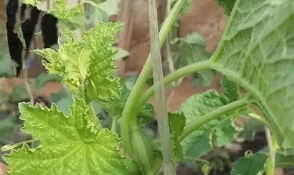 蔬菜缺硼如何進(jìn)行補(bǔ)救？司普沃告訴您