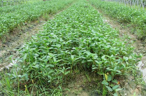 司普沃淺談空心菜炭疽病的危害癥狀、發(fā)病原因及防控措施