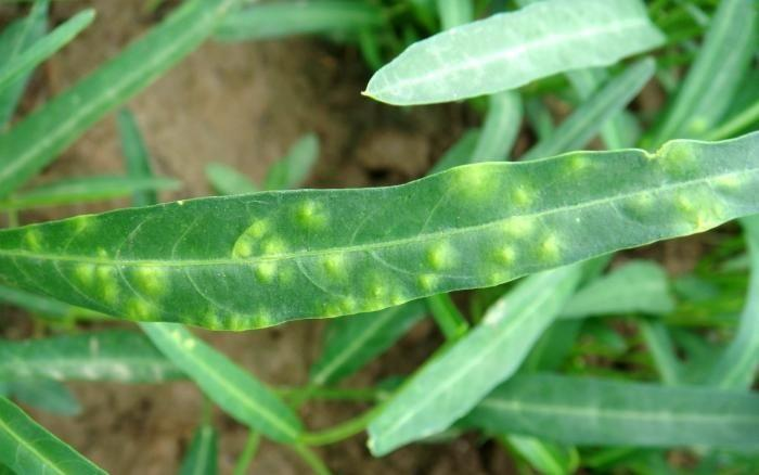 司普沃淺談空心菜白銹病的癥狀、病原、發(fā)生規(guī)律及防治技術(shù)