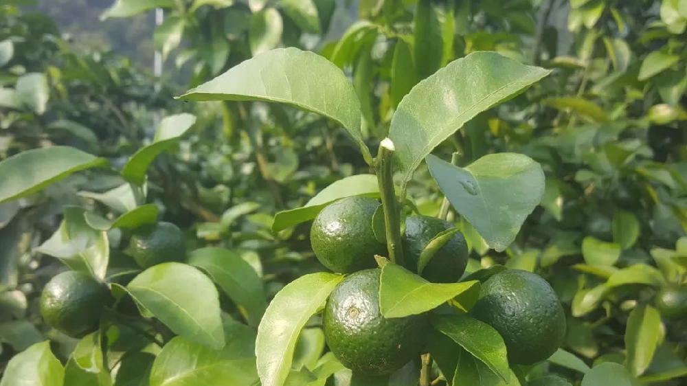 砂糖橘秋梢竟不老熟！這危害夠受嗎？司普沃來幫您