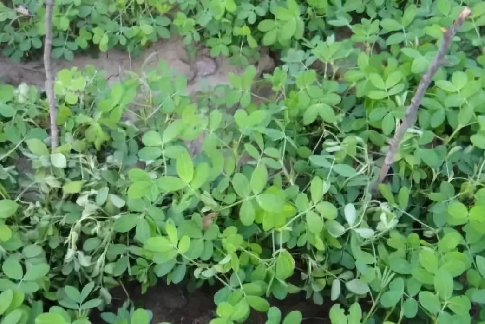 花生青枯病嚴(yán)重化怎么辦？別急，司普沃為您解答