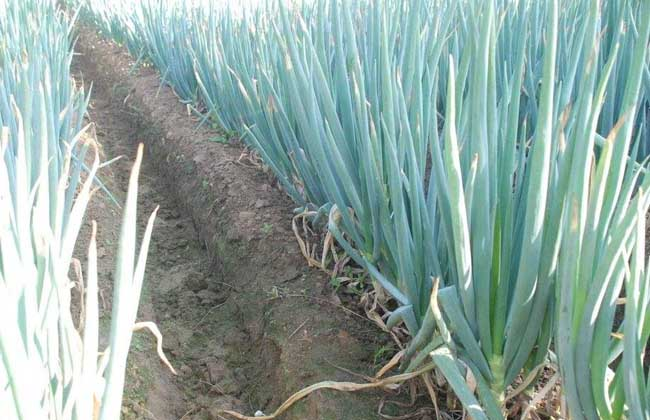 大蔥霜霉病的癥狀是什么？如何防治大蔥霜霉病？ 司普沃給出了答案。