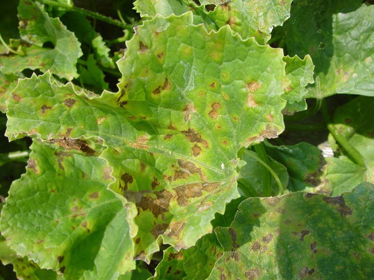 哈密瓜細(xì)菌性葉斑病如何防治？司普沃為您解答