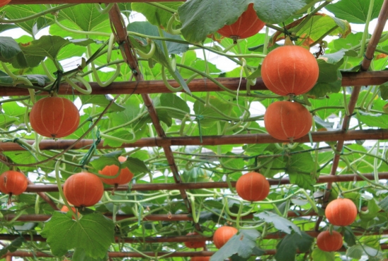 想要南瓜長得好，施肥這點要知道