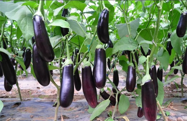 大棚茄子畝產(chǎn)4萬斤，是怎么做到的呢？來看司普沃有什么好方法