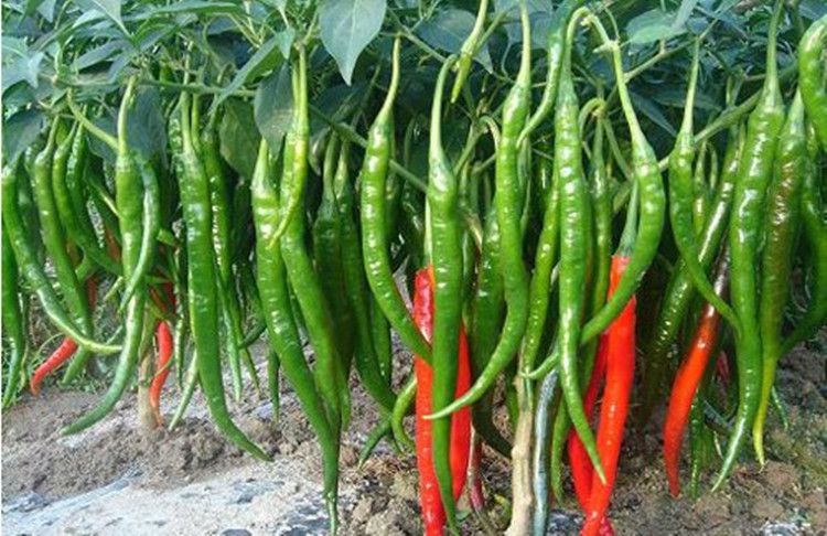 溫室大棚辣椒出現(xiàn)死棵，趕快找原因和方法！司普沃幫您減少損失