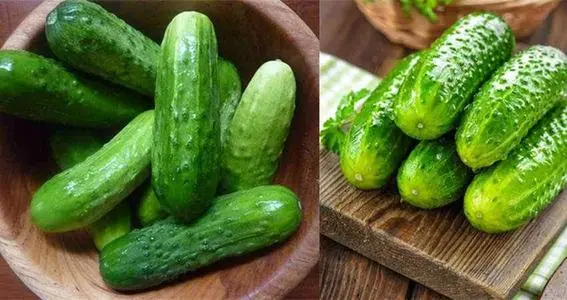 黃瓜秧子細(xì)需要施用什么肥？如何施用？司普沃為您解答