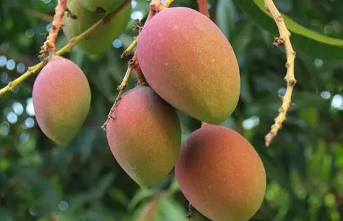 種植芒果不僅單靠田間管理，選用好的肥料也很關(guān)鍵
