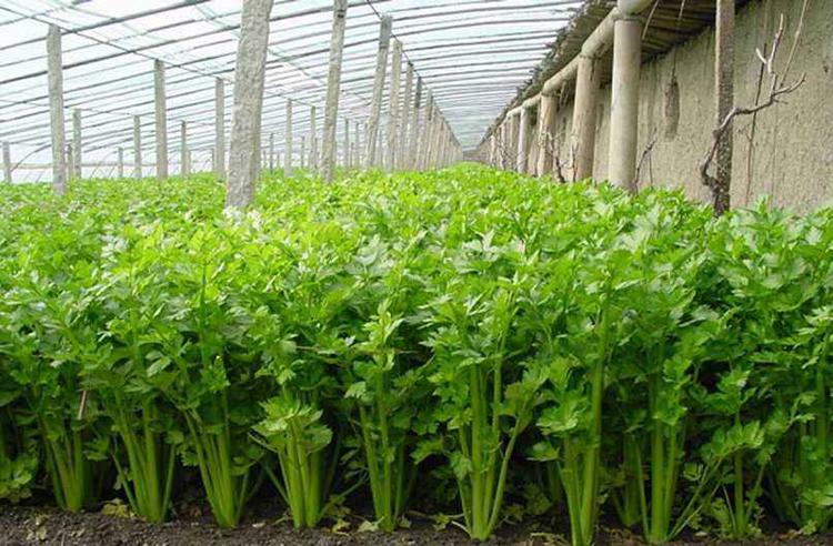 芹菜得了斑枯病，別急，司普沃為您解答