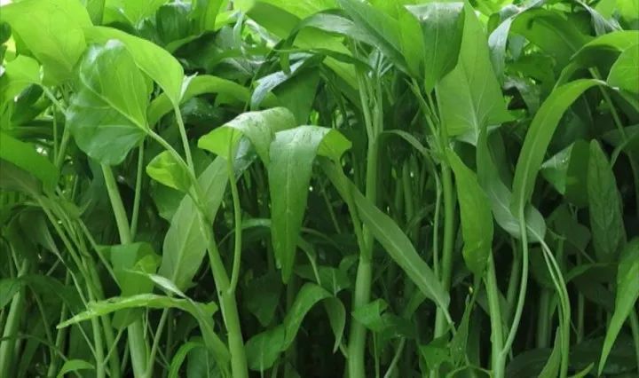 空心菜炭蛆病有哪些癥狀？應(yīng)當(dāng)如何防治？下面司普沃為您解答
