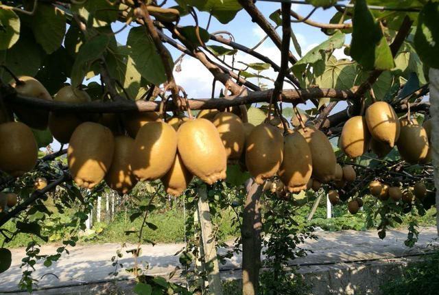 降溫后，需加強(qiáng)對火龍果的管理，速看司普沃這篇文章