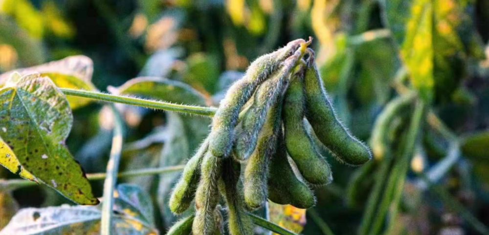 磷酸二氫鉀與“防凍”之間的關(guān)系！趕快來看，司普沃來告訴您