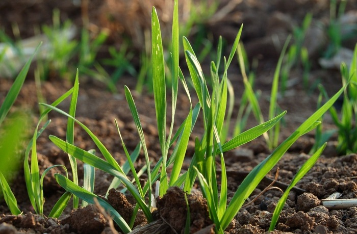 冬前只要抓好這3點(diǎn)，小麥苗壯產(chǎn)量高，速看司普沃這篇文章