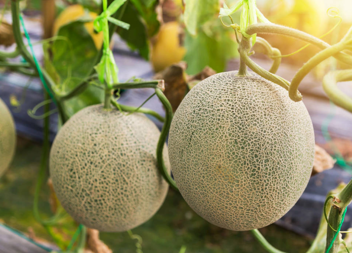 哈密瓜1.png