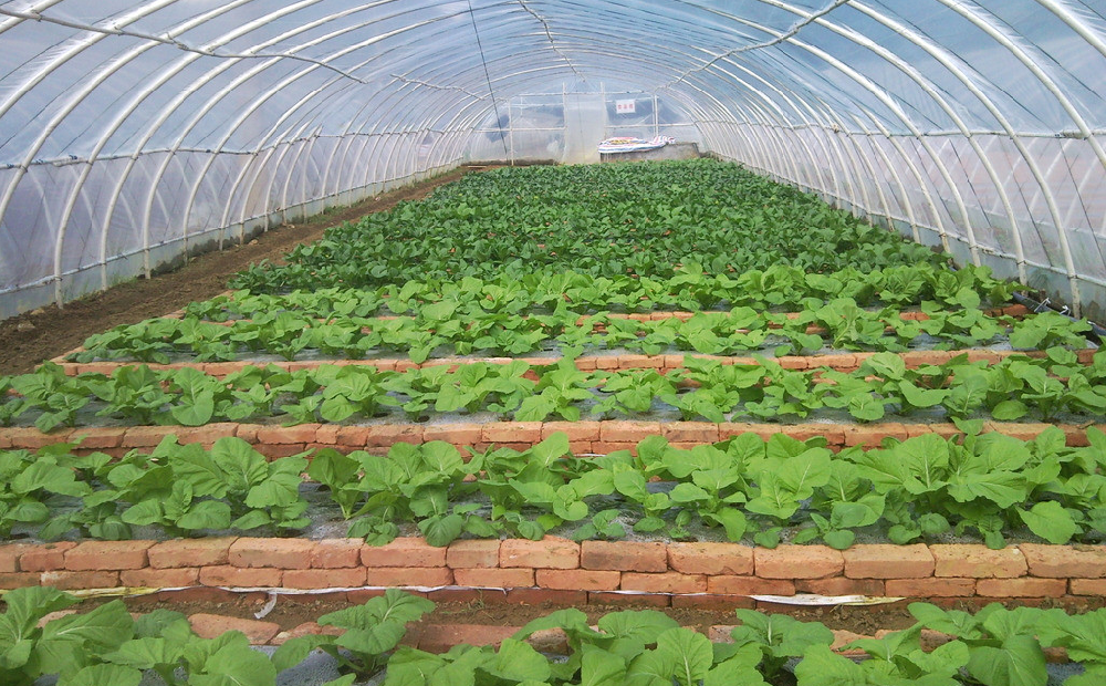 棚室蔬菜發(fā)生肥害，經(jīng)濟(jì)收益暴跌！司普沃來告訴您有效預(yù)防措施