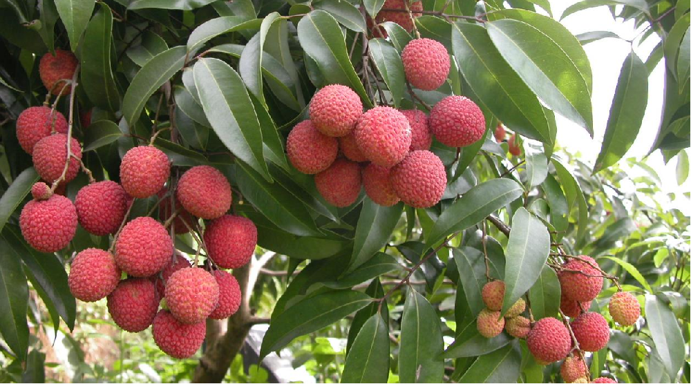 荔枝的花芽分化階段，如何管理水肥？司普沃告訴您