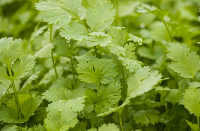 香菜產(chǎn)量高不高，就看水肥管理好不好，速看司普沃這篇文章