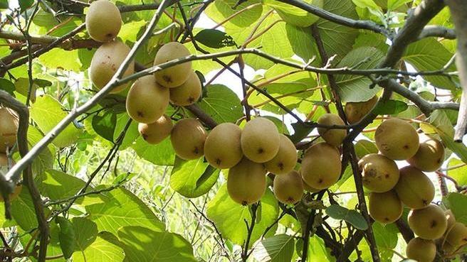 獼猴桃果園防凍及補(bǔ)救措施都有哪些呢？速看司普沃這篇文章