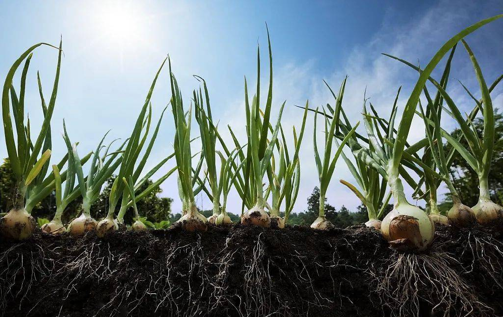 根系受損了，作物必定減產(chǎn)！與司普沃尋找原因和方法