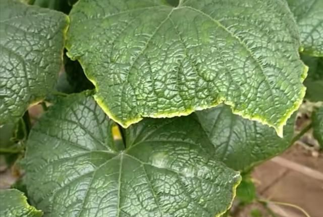 黃瓜“鑲了金邊”，這是什么原因？司普沃來教您有效解決