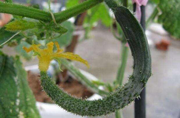 黃瓜中后期早衰現(xiàn)象多發(fā)，如何來防治，司普沃告訴您