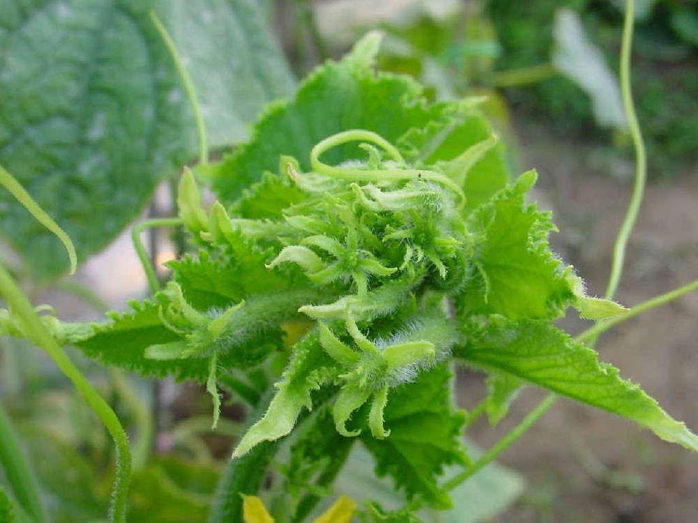 黃瓜出現(xiàn)花打頂？怎么辦？司普沃這5種辦法可補救