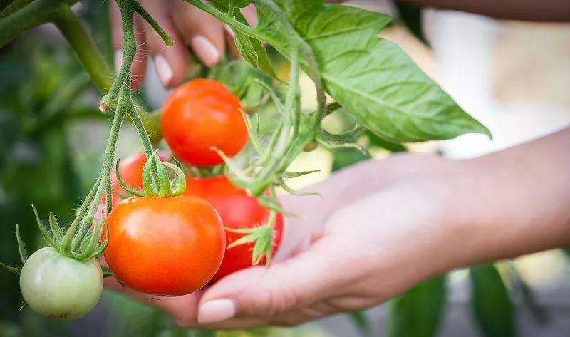 番茄死苗爛棵原因分析及對策，速看司普沃這篇文章