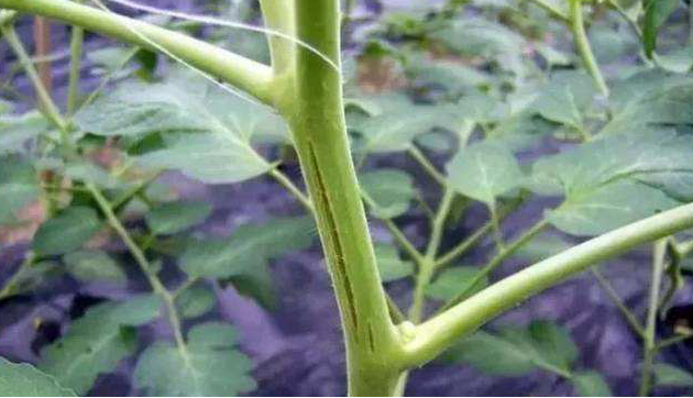 番茄嫩莖開裂，糟糕的事情發(fā)生了，怎樣來預(yù)防它