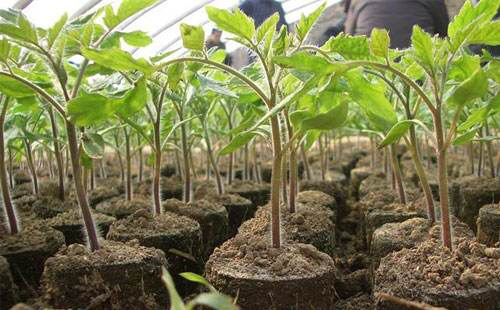 番茄苗期徒長，你的預(yù)防措施，對嗎…