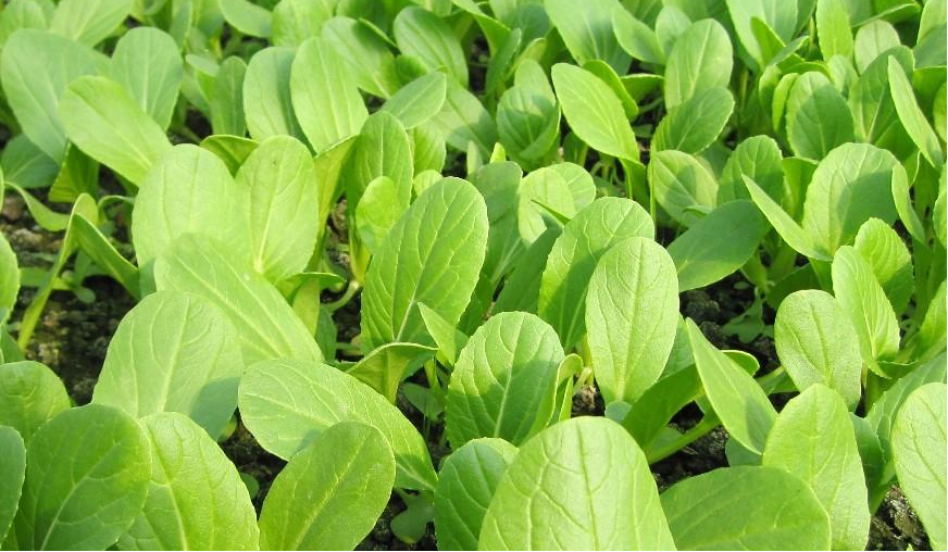 小白菜長得好不好，關(guān)鍵看這4點(diǎn)，簡單又高產(chǎn)